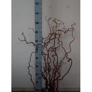 Corylus Contorta 2 Years GA Oudijk