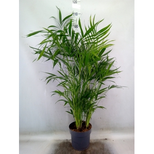Chamaedorea cataractarum