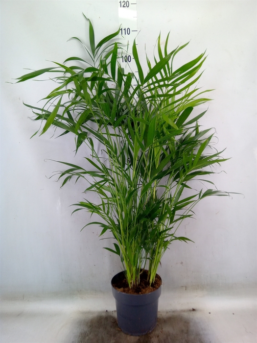<h4>Chamaedorea cataractarum</h4>