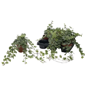 hedera he mint kolibri