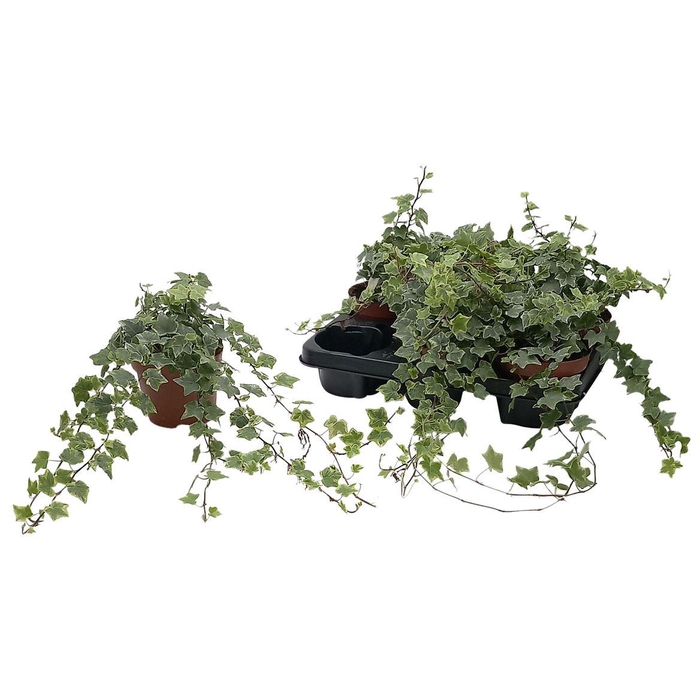 <h4>hedera he mint kolibri</h4>