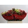 Hypericum Rainbow Romance