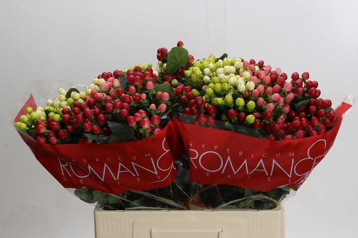 Hypericum Rainbow Romance