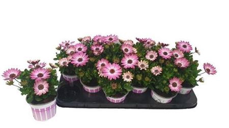 <h4>Osteo Pink White New</h4>