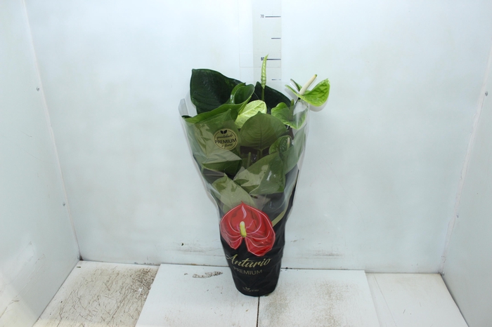 <h4>ANTH GREEN KING P17 PREMIUM</h4>