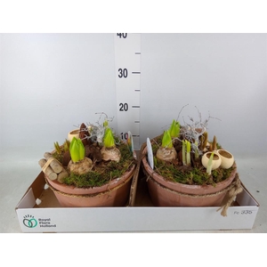 Arr.   Bol/Knolgewas L%