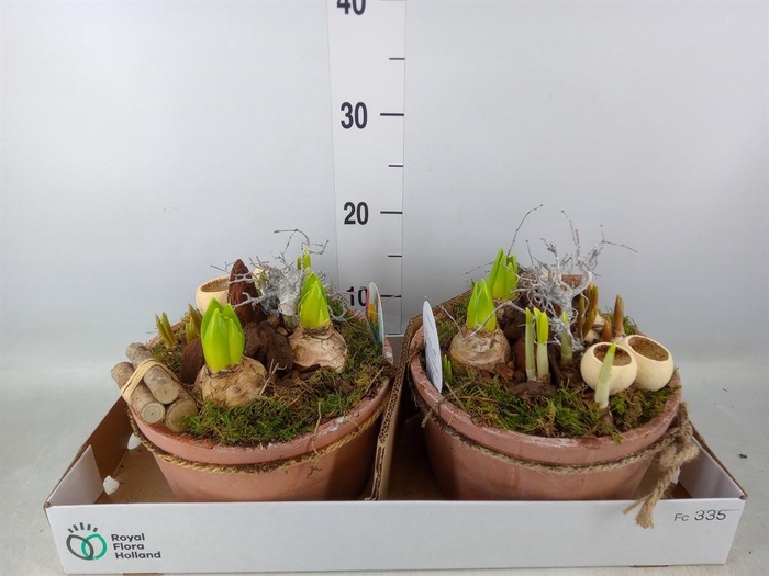 <h4>Arr. Bol/Knolgewas L%</h4>