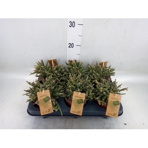 Rhipsalis baccifera subsp. horrida