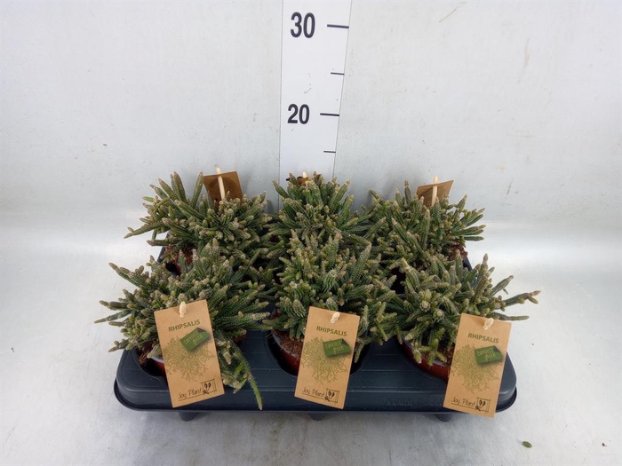 <h4>Rhipsalis baccifera subsp. horrida</h4>