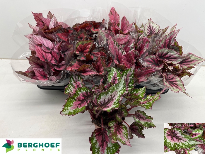 <h4>BEG BEL GEM</h4>