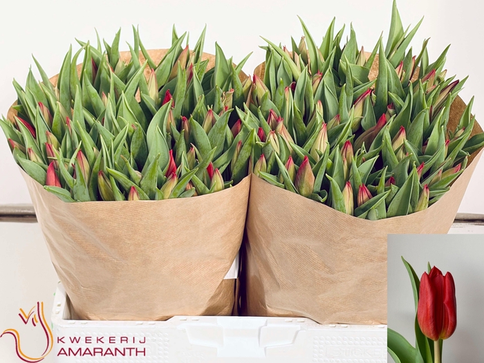 <h4>TU EN STRONG LOVE</h4>