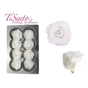 Arrangementen Potroos H%