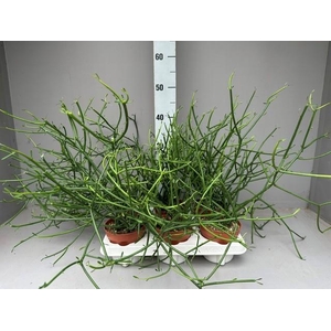Euphorbia Tirucalli