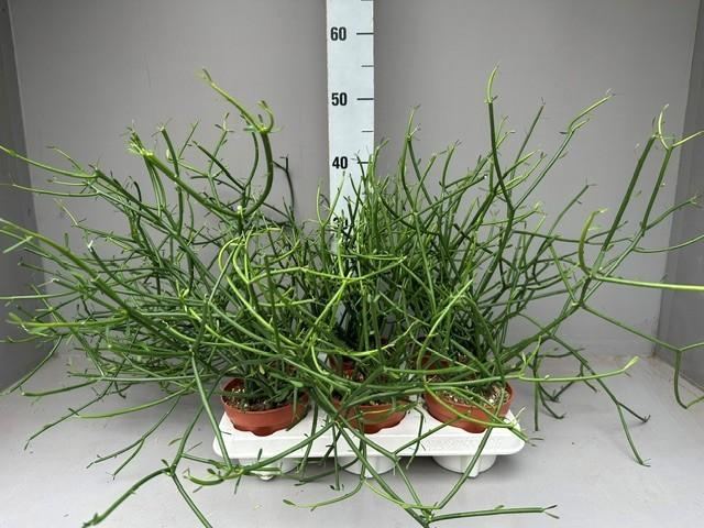 <h4>Euphorbia Tirucalli</h4>