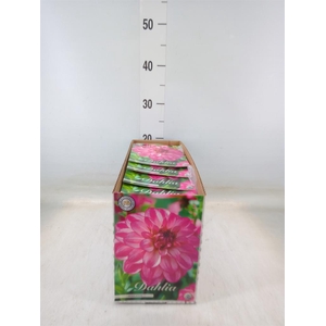 Dahlia   ...flowerbulbs