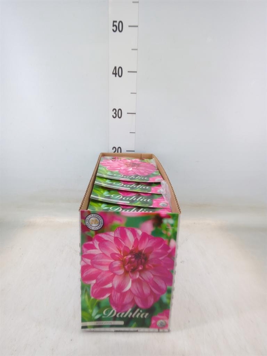 <h4>Dahlia   ...flowerbulbs</h4>