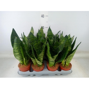 Sansevieria zeylanica