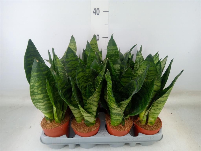 <h4>Sansevieria zeylanica</h4>