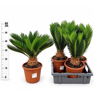 CYCAS REVOLUTA