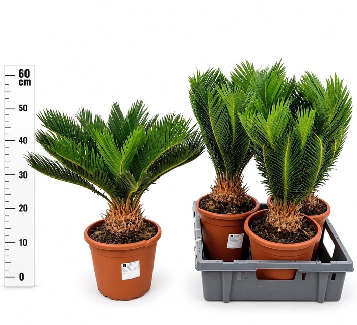 <h4>CYCAS REVOLUTA</h4>