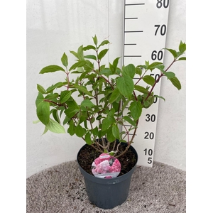 Hydrangea pan. Vanille Fraise 50-60 cm struik P26 C7,5