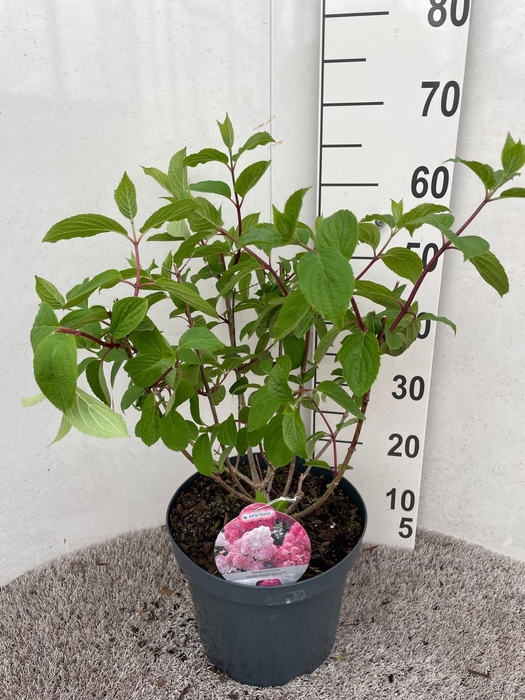 <h4>Hydrangea pan. Vanille Fraise 50-60 cm struik P26 C7,5</h4>