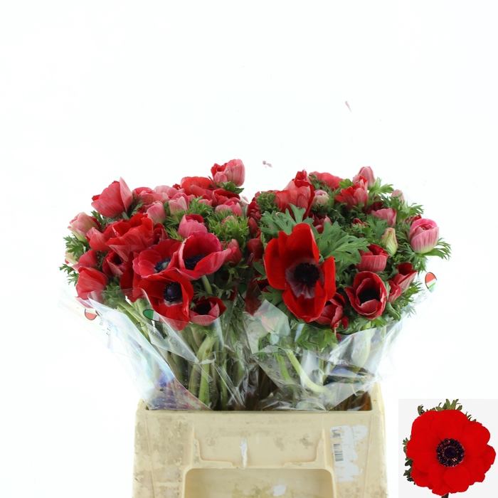 <h4>ANEM CO MAR RED</h4>