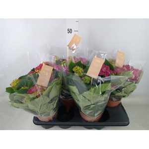 Hydrangea mac. 'Hi Fire'