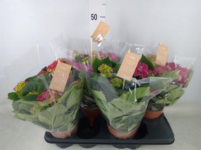 <h4>Hydrangea mac. 'Hi Fire'</h4>
