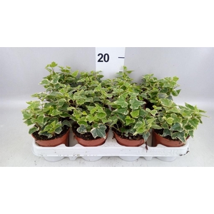 Hedera helix 'White Wonder'
