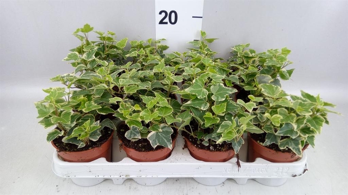 <h4>Hedera helix 'White Wonder'</h4>