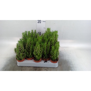 Austrocylindropuntia subulata