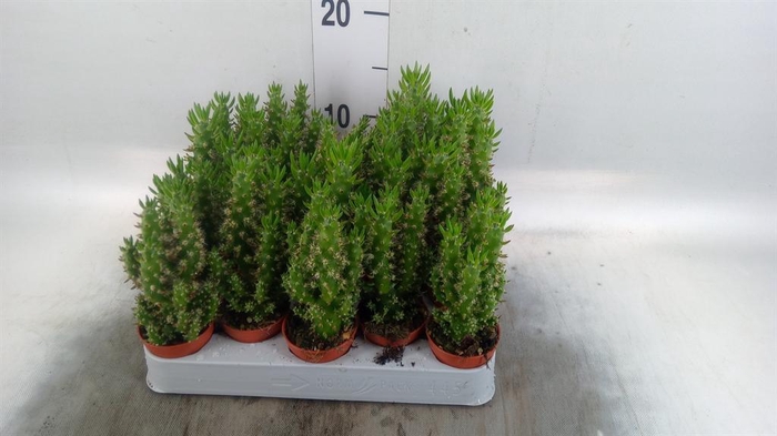 <h4>Austrocylindropuntia subulata</h4>