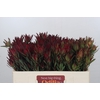 Leucadendron Blush Spray