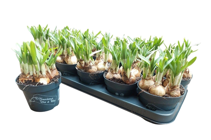 <h4>NARC O TETE A TETE</h4>