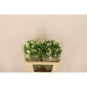 CLARKIA AM GR WHITE