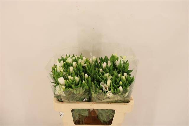 CLARKIA AM GR WHITE