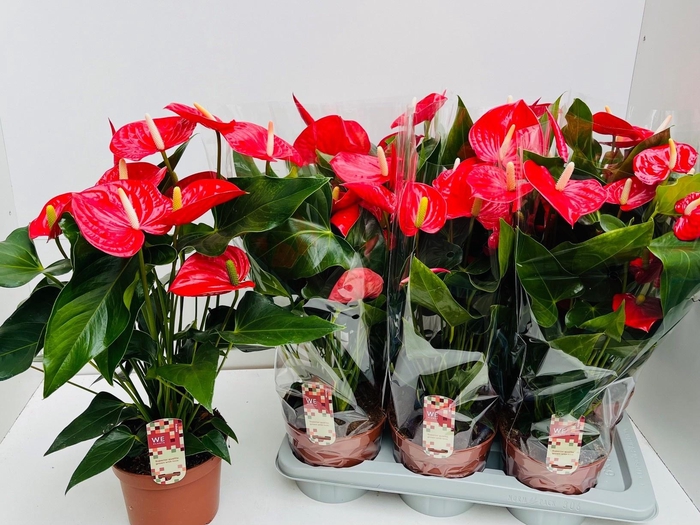 <h4>ANTHU AN FELICITA</h4>