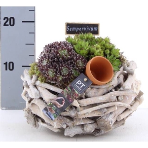 ARR SEMPERVIVUM