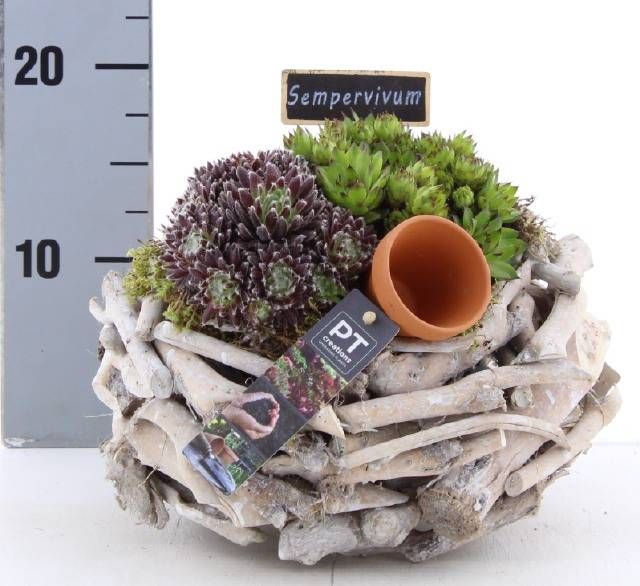 <h4>ARR SEMPERVIVUM</h4>