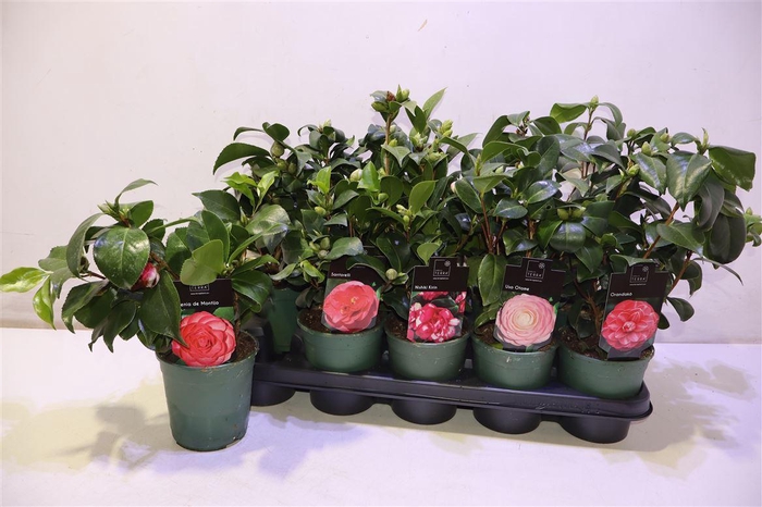 <h4>Camellia Japonica</h4>