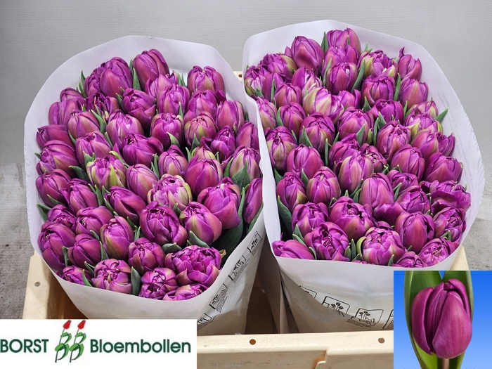 <h4>TU DU RESPECTABLE</h4>