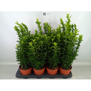 Euonymus japon. 'Green Spire'