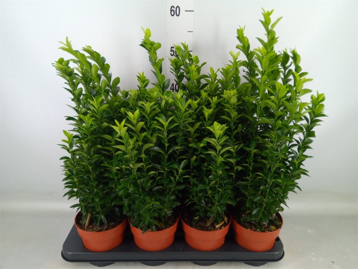 <h4>Euonymus japon. 'Green Spire'</h4>