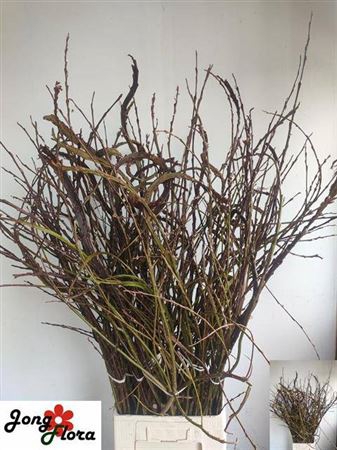 <h4>Salix Sekka Bandwilg</h4>