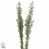 Rosmarinus Officinalis