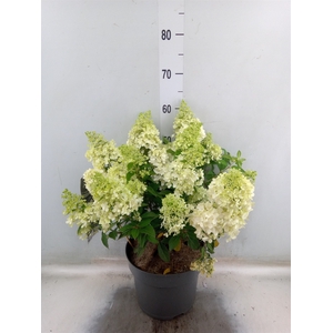 Hydrangea pan. 'Magical Matterhorn'