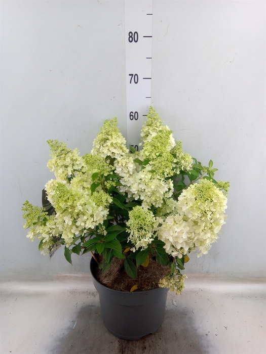 <h4>Hydrangea pan. 'Magical Matterhorn'</h4>