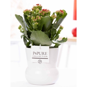 Kalanchoe red in P&PURE Plant Vase Maximawhite