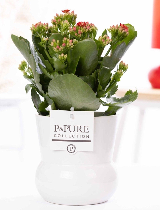 <h4>Kalanchoe red in P&PURE Plant Vase Maximawhite</h4>